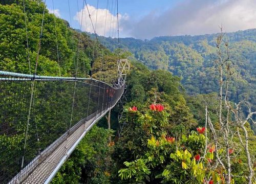 Nyungwe National Park