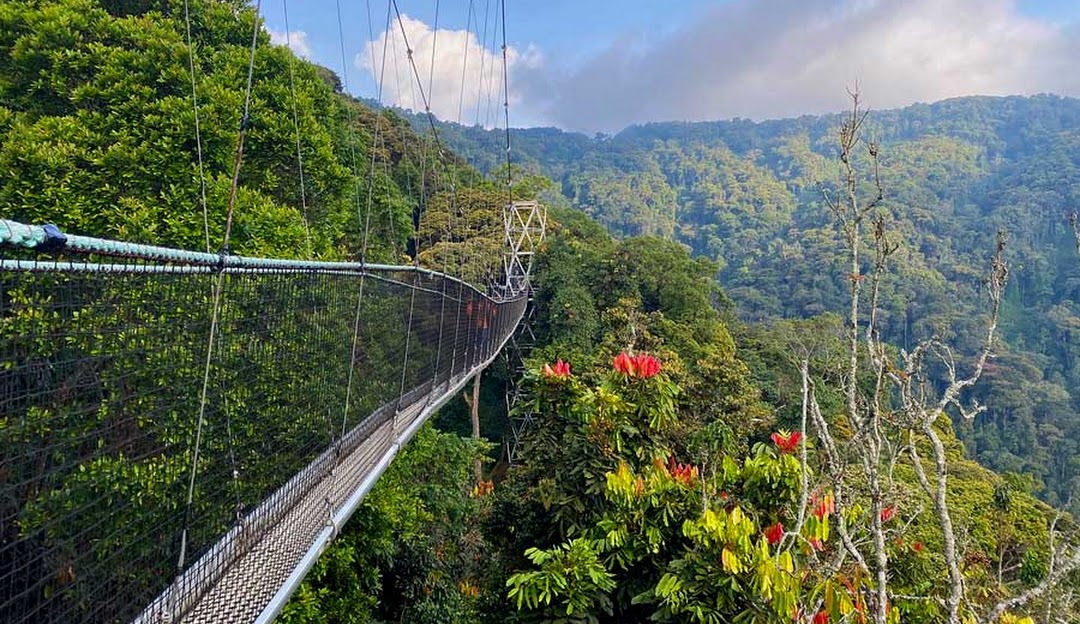 Nyungwe National Park